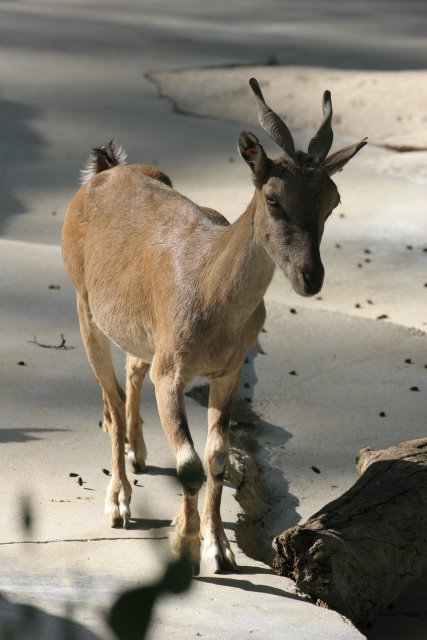 At Los Angeles Zoo
(Click on the picture for the full-size version)