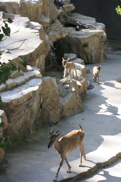 At Los Angeles Zoo
(Click on the picture for the full-size version)