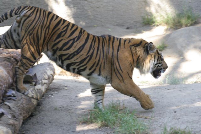 At Los Angeles Zoo
(Click on the picture for the full-size version)