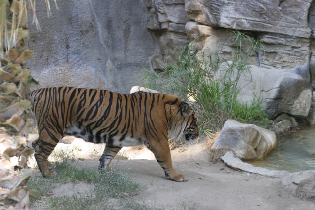 At Los Angeles Zoo
(Click on the picture for the full-size version)