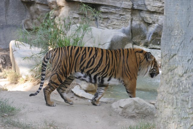 At Los Angeles Zoo
(Click on the picture for the full-size version)
