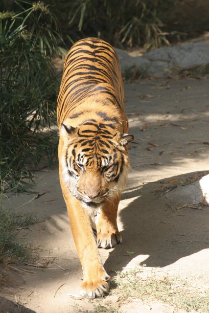 At Los Angeles Zoo
(Click on the picture for the full-size version)