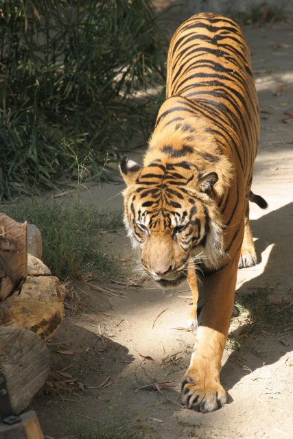 At Los Angeles Zoo
(Click on the picture for the full-size version)
