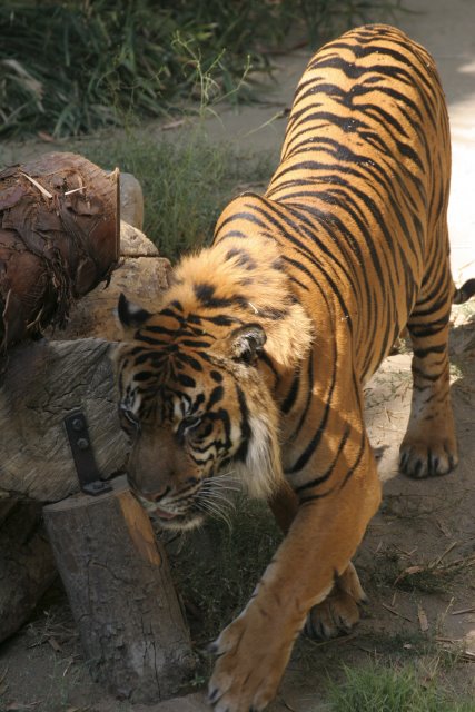 At Los Angeles Zoo
(Click on the picture for the full-size version)