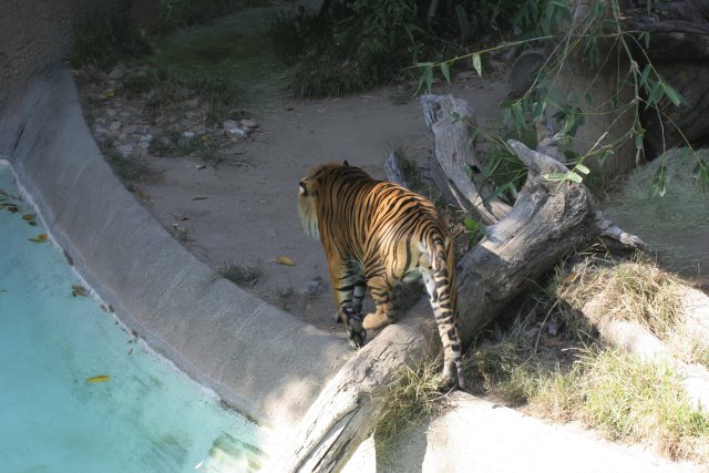 At Los Angeles Zoo
(Click on the picture for the full-size version)