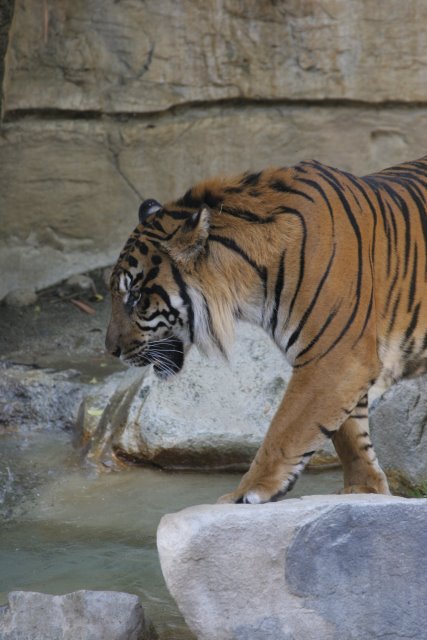 At Los Angeles Zoo
(Click on the picture for the full-size version)