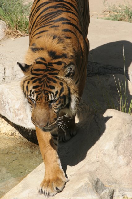 At Los Angeles Zoo
(Click on the picture for the full-size version)
