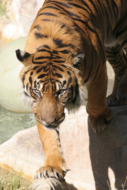 At Los Angeles Zoo
(Click on the picture for the full-size version)