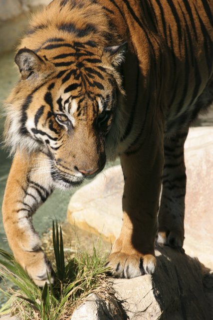 At Los Angeles Zoo
(Click on the picture for the full-size version)