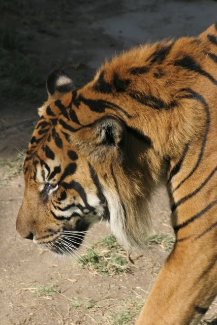 At Los Angeles Zoo
(Click on the picture for the full-size version)
