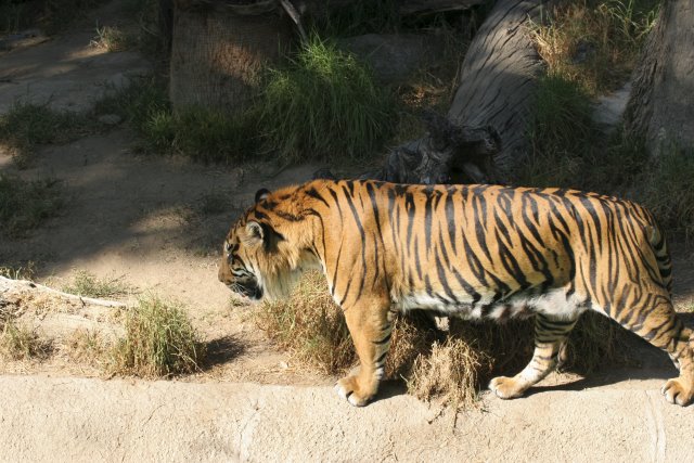 At Los Angeles Zoo
(Click on the picture for the full-size version)