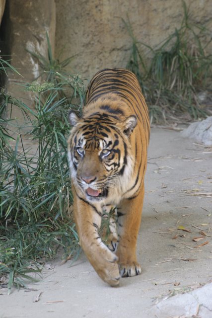 At Los Angeles Zoo
(Click on the picture for the full-size version)