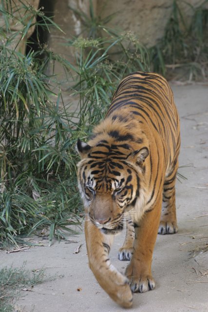At Los Angeles Zoo
(Click on the picture for the full-size version)
