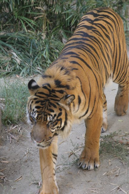 At Los Angeles Zoo
(Click on the picture for the full-size version)