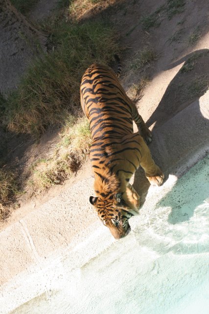 At Los Angeles Zoo
(Click on the picture for the full-size version)
