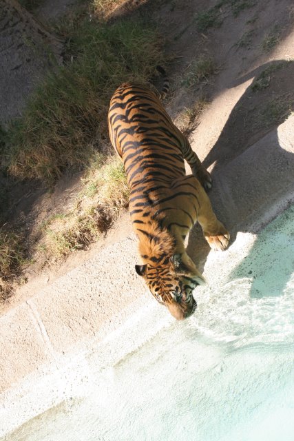 At Los Angeles Zoo
(Click on the picture for the full-size version)