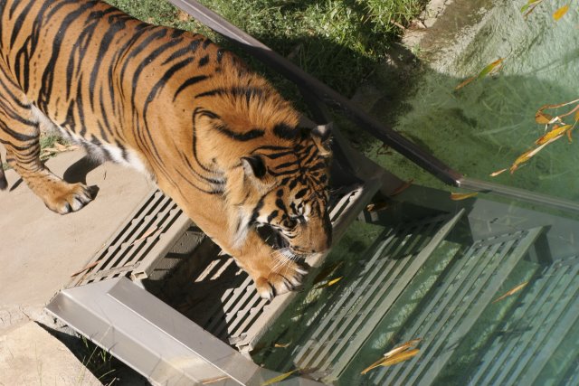 At Los Angeles Zoo
(Click on the picture for the full-size version)