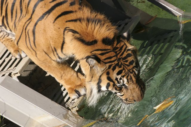 At Los Angeles Zoo
(Click on the picture for the full-size version)