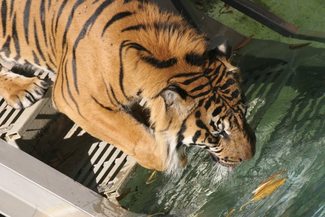 At Los Angeles Zoo
(Click on the picture for the full-size version)