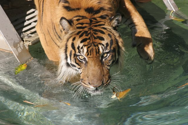 At Los Angeles Zoo
(Click on the picture for the full-size version)