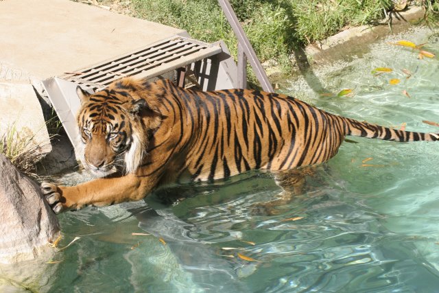 At Los Angeles Zoo
(Click on the picture for the full-size version)