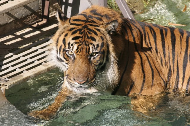 At Los Angeles Zoo
(Click on the picture for the full-size version)