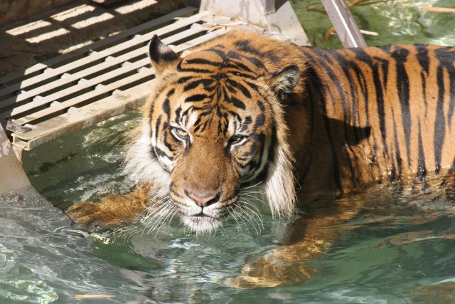 At Los Angeles Zoo
(Click on the picture for the full-size version)