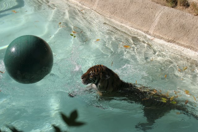 At Los Angeles Zoo
(Click on the picture for the full-size version)