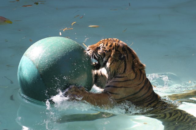 At Los Angeles Zoo
(Click on the picture for the full-size version)