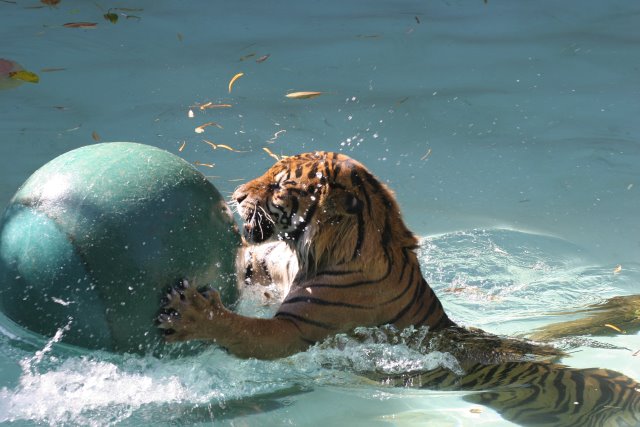 At Los Angeles Zoo
(Click on the picture for the full-size version)