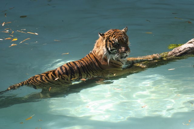 At Los Angeles Zoo
(Click on the picture for the full-size version)