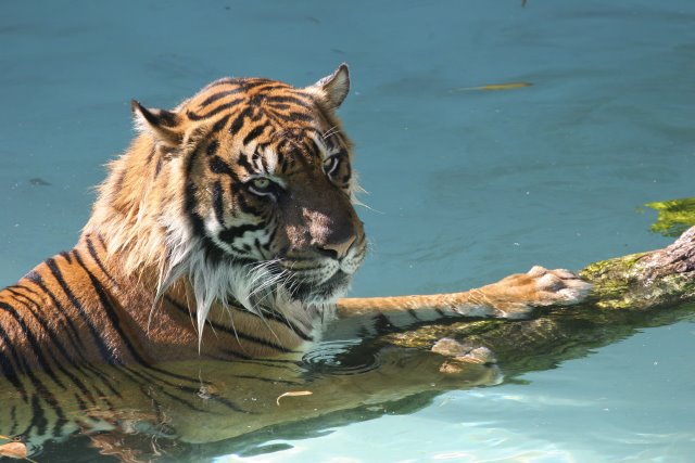 At Los Angeles Zoo
(Click on the picture for the full-size version)