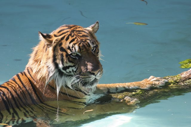 At Los Angeles Zoo
(Click on the picture for the full-size version)