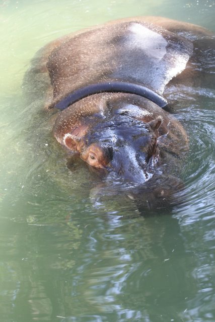 At Los Angeles Zoo
(Click on the picture for the full-size version)