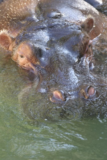 At Los Angeles Zoo
(Click on the picture for the full-size version)