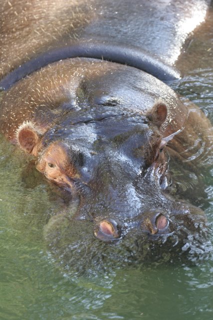 At Los Angeles Zoo
(Click on the picture for the full-size version)