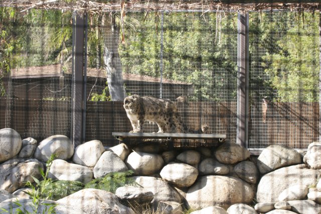 At Los Angeles Zoo
(Click on the picture for the full-size version)