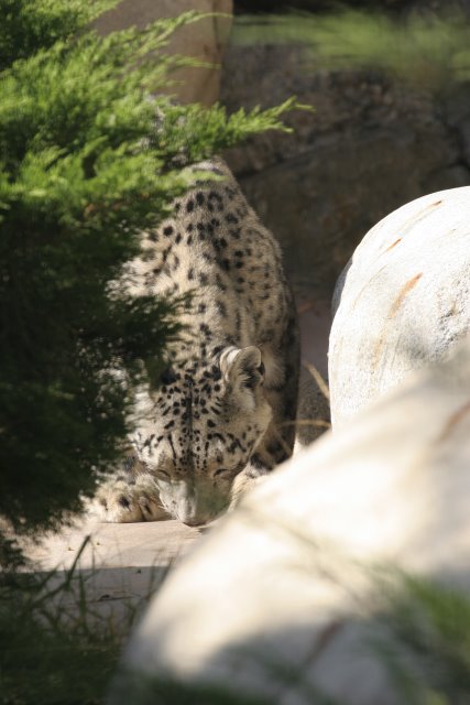At Los Angeles Zoo
(Click on the picture for the full-size version)