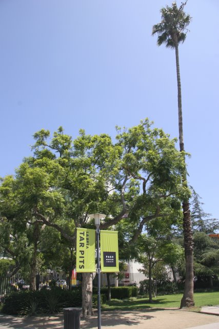 La Brea Tar Pits
(Click on the picture for the full-size version)