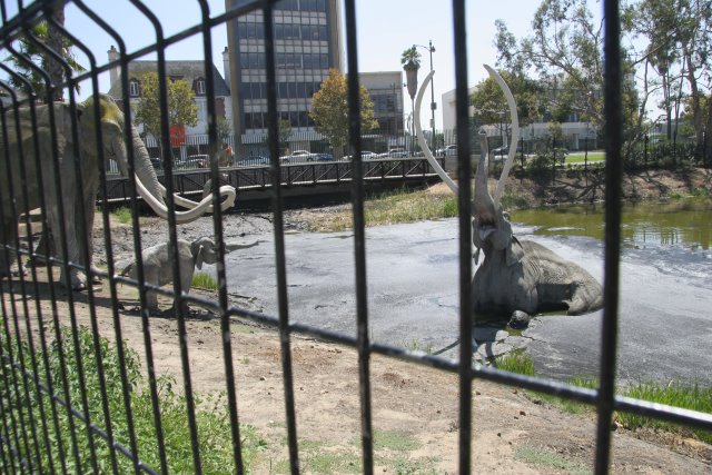 La Brea Tar Pits
(Click on the picture for the full-size version)