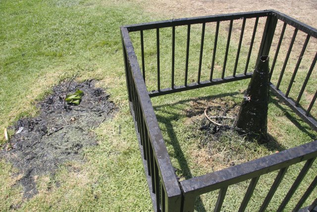 La Brea Tar Pits
(Click on the picture for the full-size version)