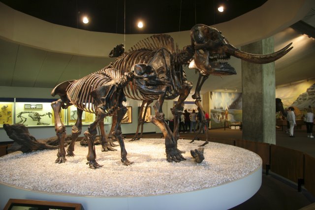 La Brea Tar Pits
(Click on the picture for the full-size version)