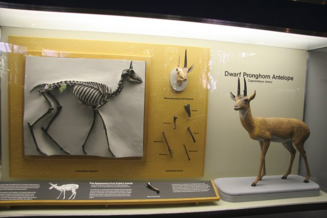 La Brea Tar Pits
(Click on the picture for the full-size version)