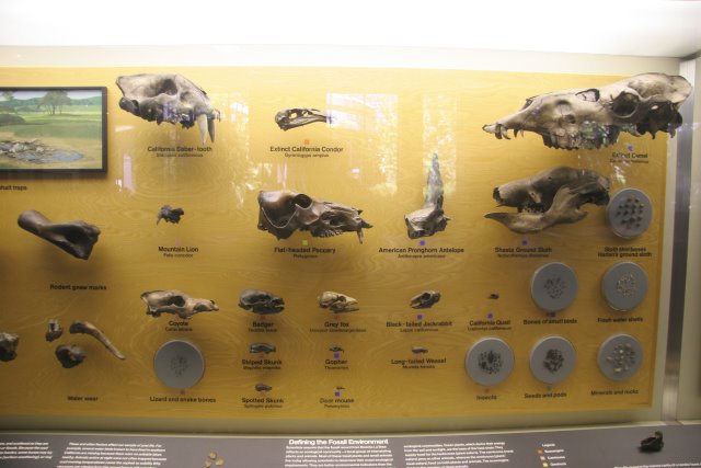 La Brea Tar Pits
(Click on the picture for the full-size version)