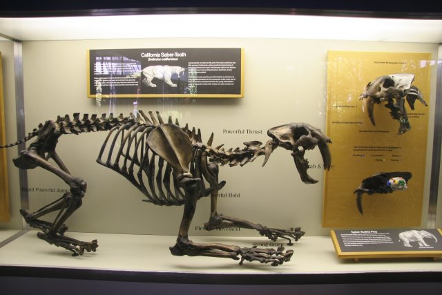 La Brea Tar Pits
(Click on the picture for the full-size version)