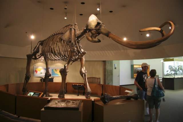 La Brea Tar Pits
(Click on the picture for the full-size version)