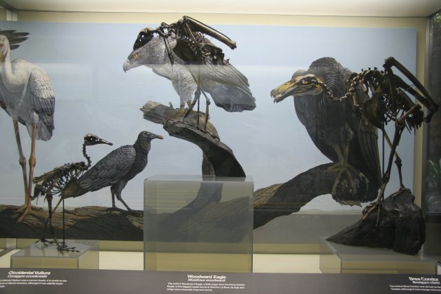 La Brea Tar Pits
(Click on the picture for the full-size version)