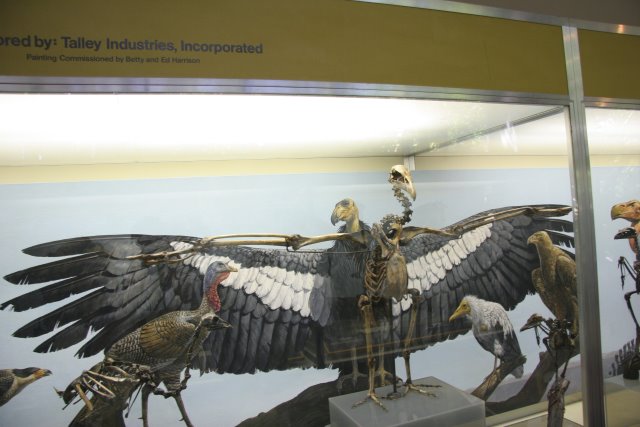 La Brea Tar Pits
(Click on the picture for the full-size version)