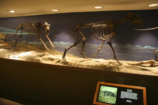 La Brea Tar Pits
(Click on the picture for the full-size version)