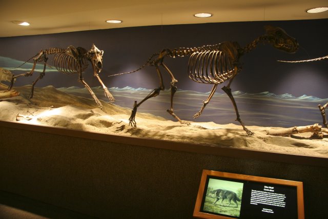 La Brea Tar Pits
(Click on the picture for the full-size version)